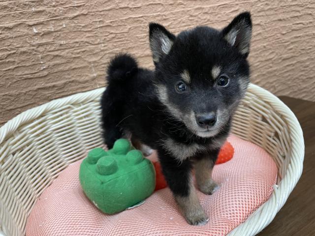 柴犬