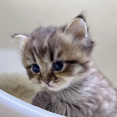 ペルシャ・ヒマラヤン