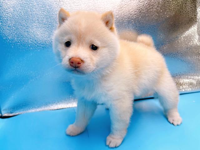 柴犬豆柴