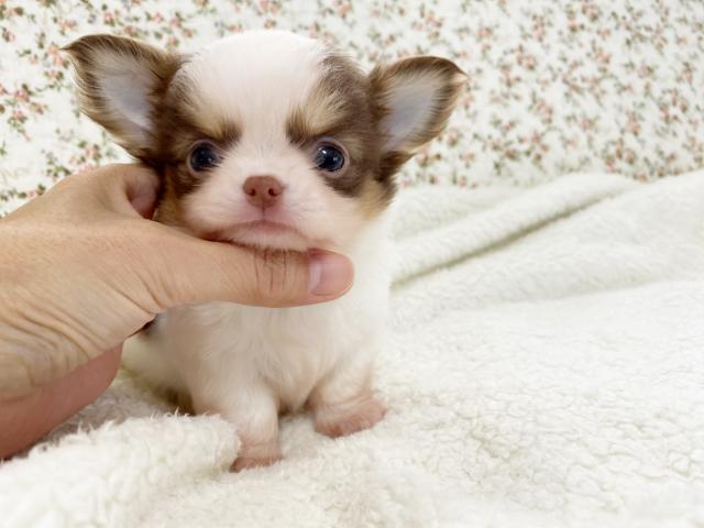 チワワ（ロングコート）