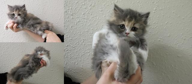 スコティッシュフォールド