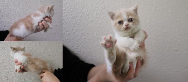 エキゾチックショートヘアー