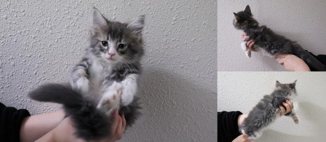 ノルウェージャンフォレストキャット