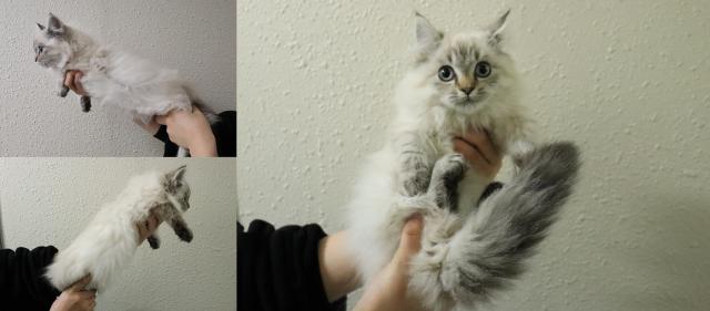 ミヌエット(旧ナポレオン)短足