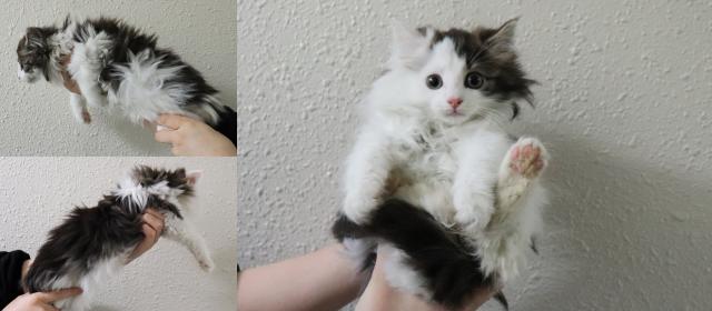 ノルウェージャンフォレストキャット