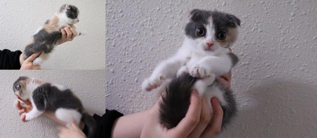 スコティッシュフォールド