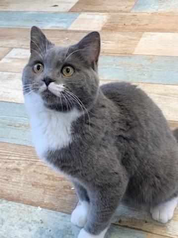 ミヌエット（旧ナポレオン）