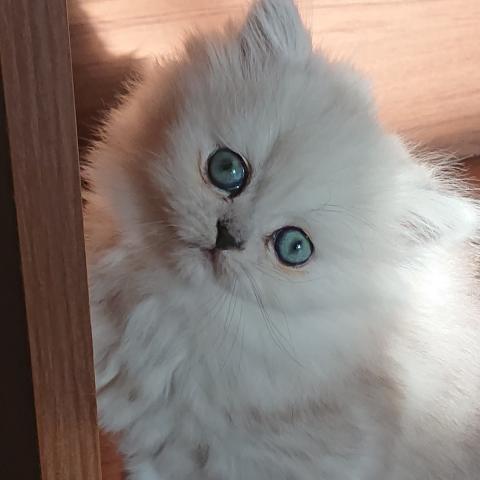 ペルシャ・ヒマラヤン
