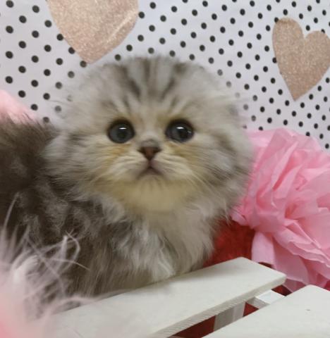 スコティッシュフォールド