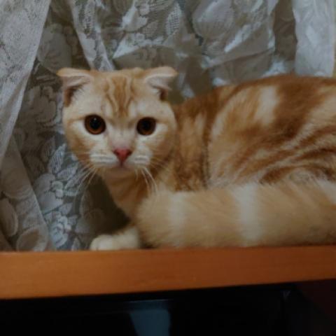 スコティッシュフォールド