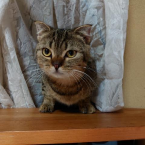 スコティッシュフォールド