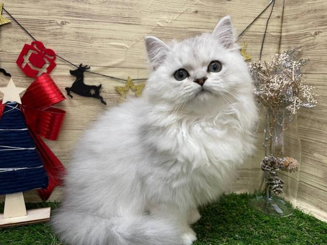 ペルシャ・ヒマラヤン