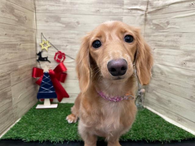 ミニチュアダックスフンド