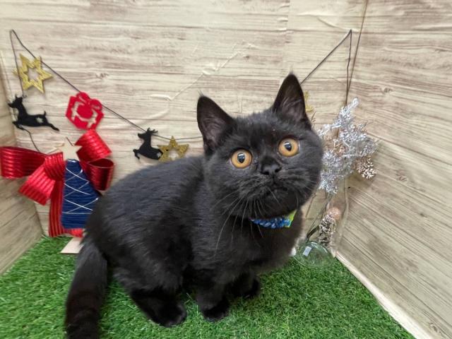 ブリティッシュショートヘア