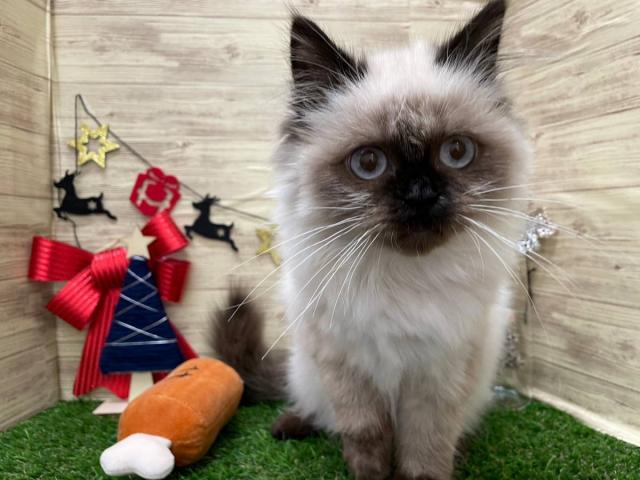 ペルシャ・ヒマラヤン