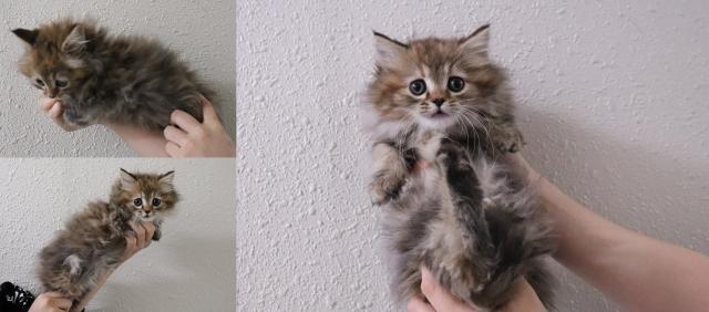 マンチカン短足