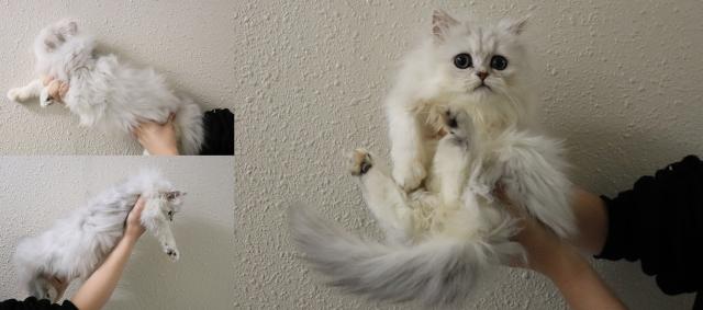 ペルシャ・ヒマラヤン