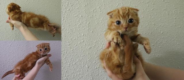 スコティッシュフォールド