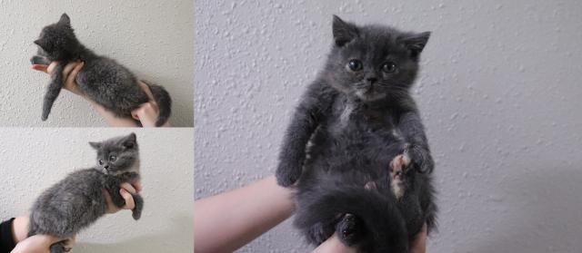 エキゾチックショートヘアー