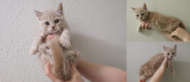 ブリティッシュショートヘア