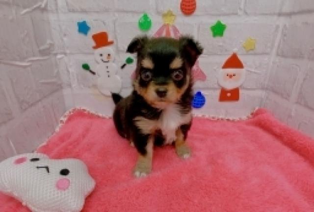 チワワ（ロングコート）