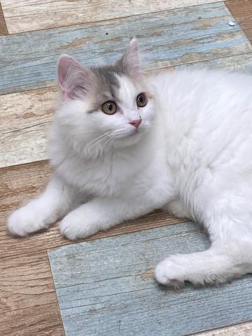 スコティッシュフォールド