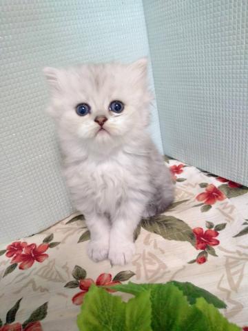 ペルシャ・ヒマラヤン
