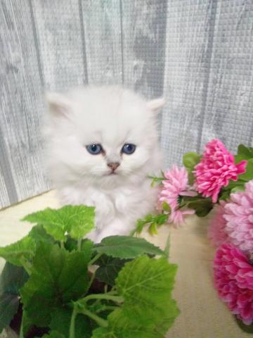 ペルシャ・ヒマラヤン