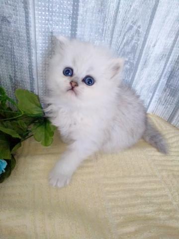 ペルシャ・ヒマラヤン
