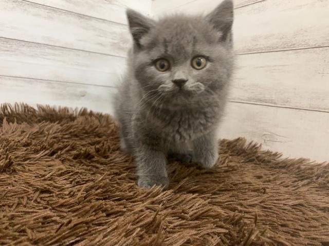 ブリティッシュショートヘア