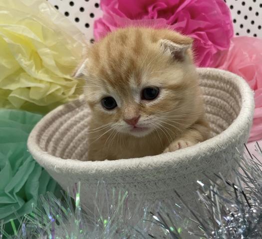 スコティッシュフォールド