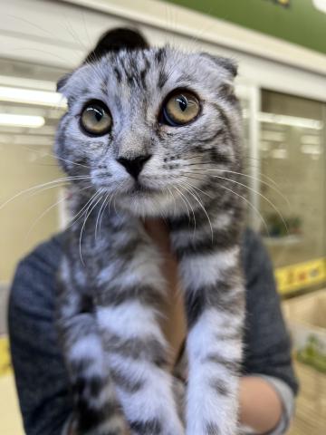 スコティッシュフォールド