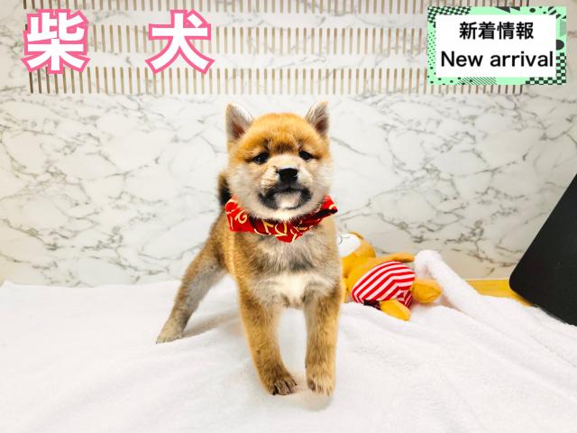 柴犬