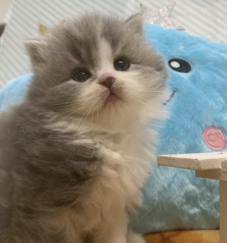スコティッシュフォールド