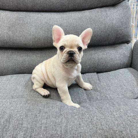 フレンチブルドッグ