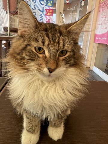 ノルウェージャンフォレストキャット