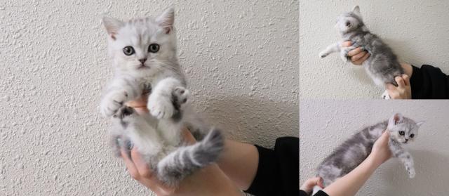 エキゾチックショートヘアー