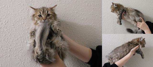 ミヌエット（旧ナポレオン）短足