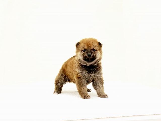 豆柴犬