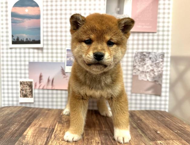 柴犬
