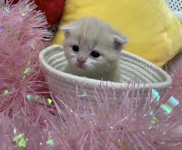 スコティッシュフォールド