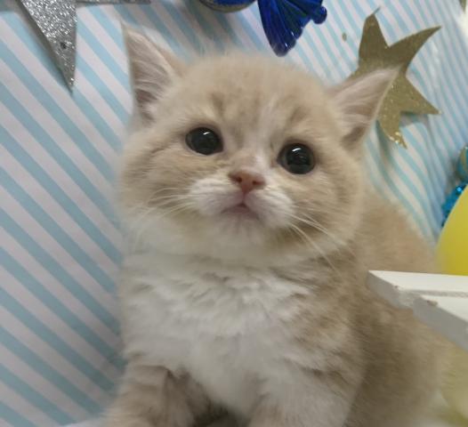 スコティッシュフォールド