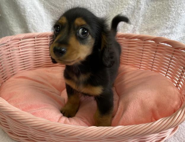 ミニチュアダックスフンド