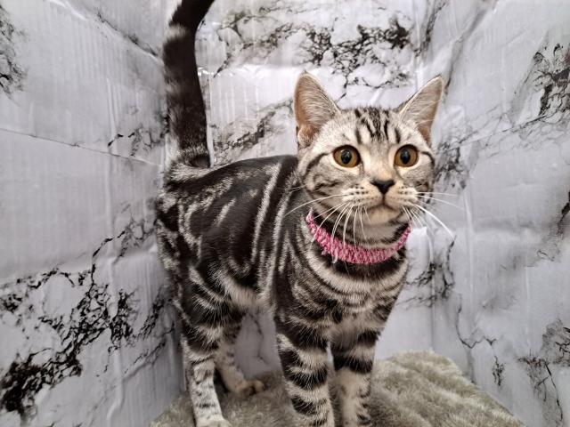 アメリカンショートヘアー