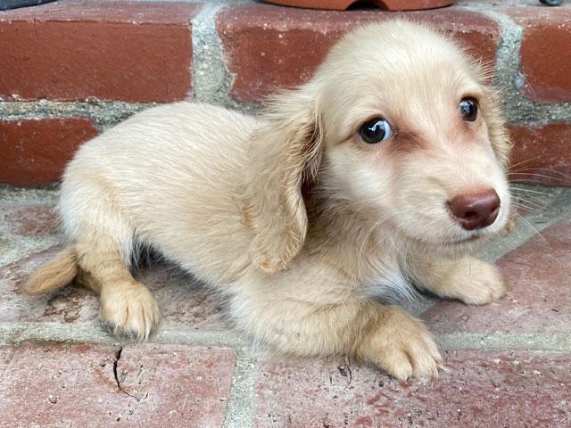 ミニチュアダックスフンド