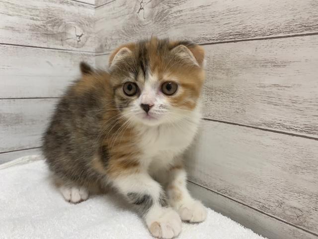 スコティッシュフォールド