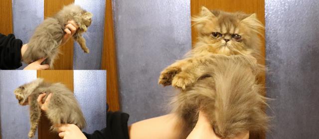 ペルシャ・ヒマラヤン