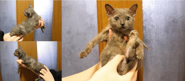 ロシアンブルー