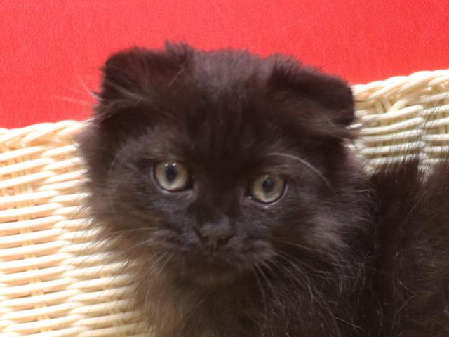 ミヌエット(旧ナポレオン)