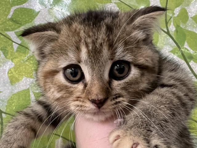 ベネ ディスワン若葉台店 東京都 子犬や子猫たちのペット販売情報が満載 ペットステーション